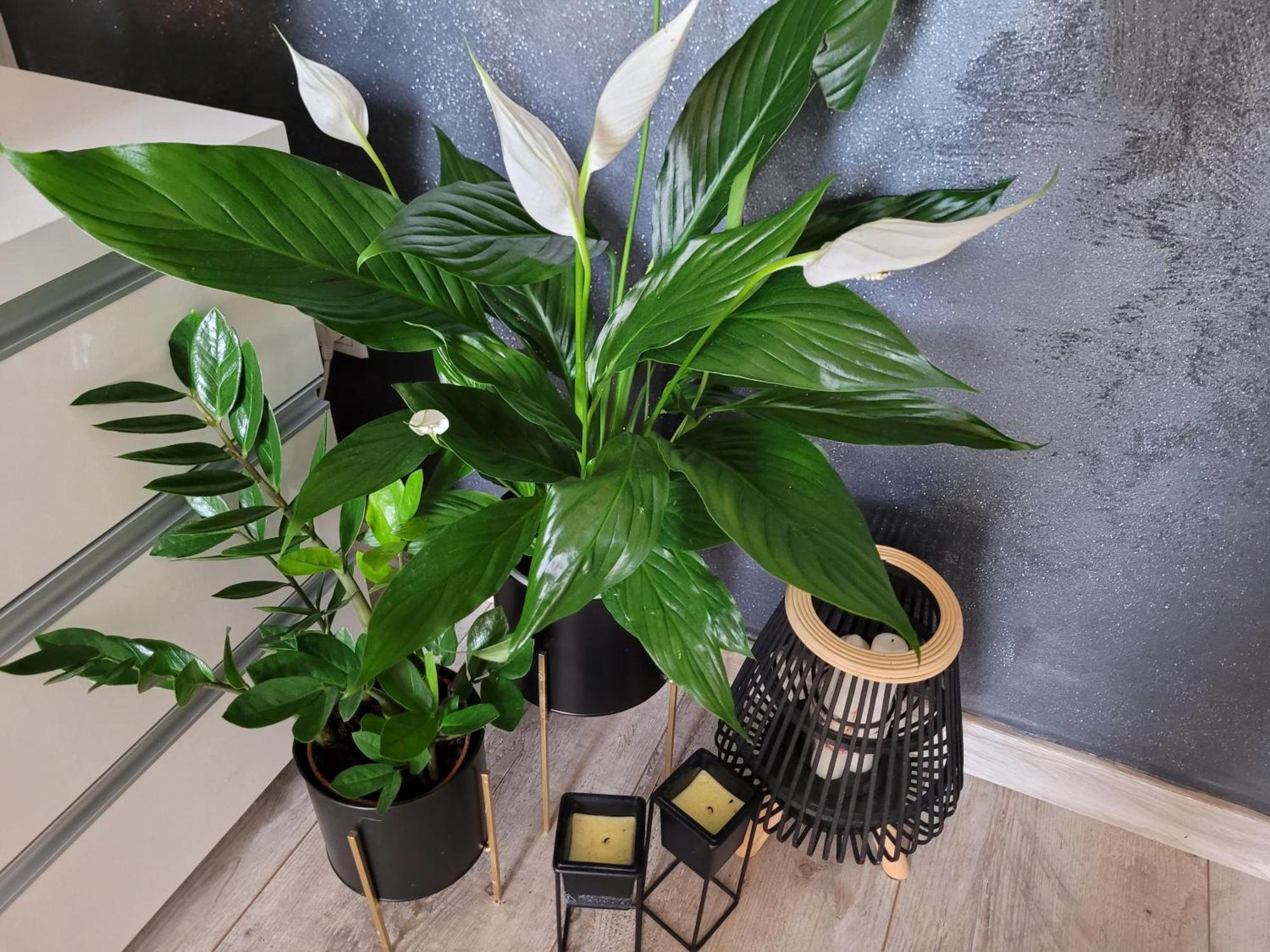 Apartament Lilla Jelenia Góra Eksteriør bilde